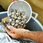 person preparing fresh snails for cooking outdoors