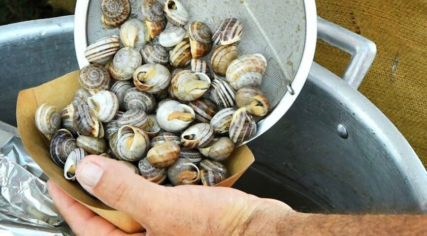 person preparing fresh snails for cooking outdoors