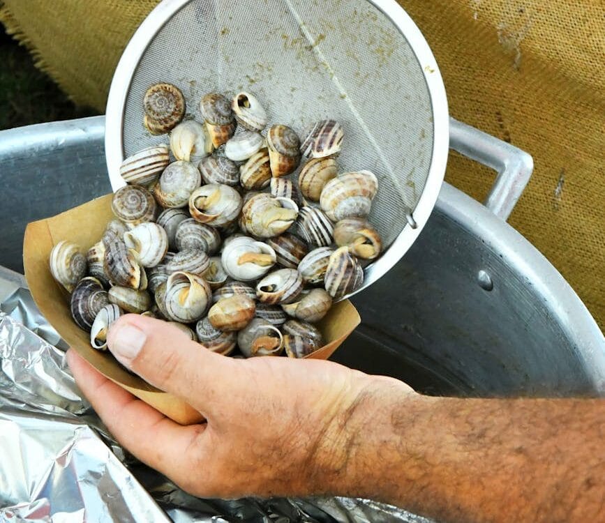 person preparing fresh snails for cooking outdoors