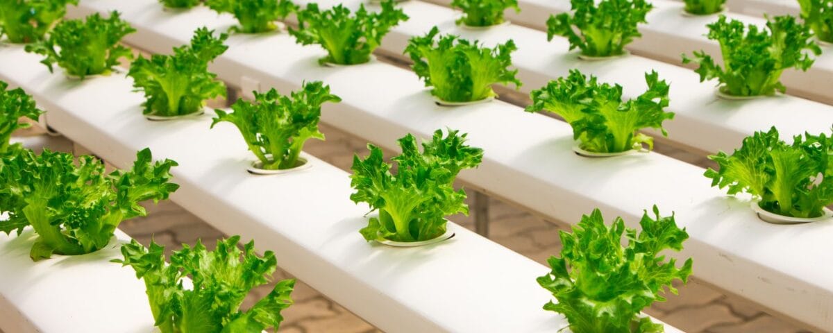 view of vegetables