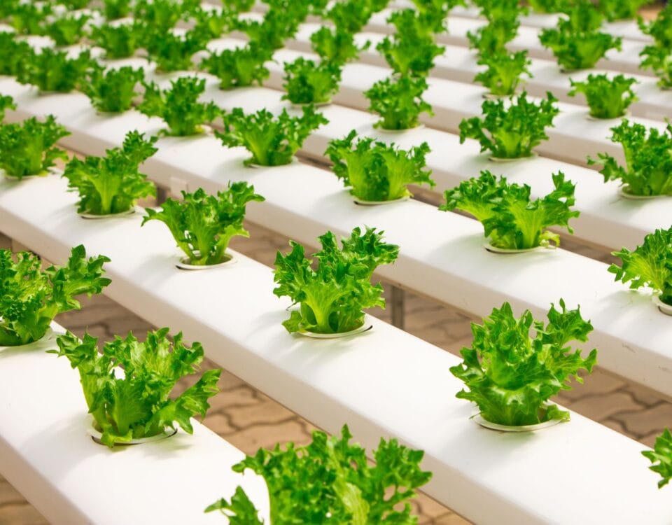 view of vegetables