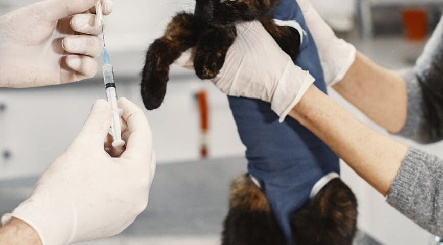 little cat getting a vaccine