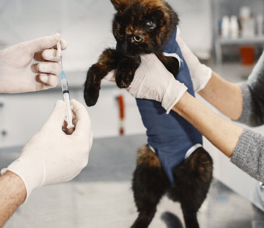 little cat getting a vaccine