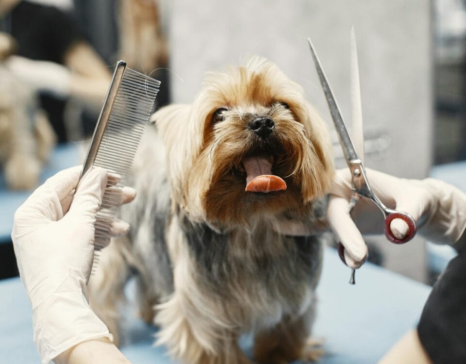 a dog showing tongue while grooming
